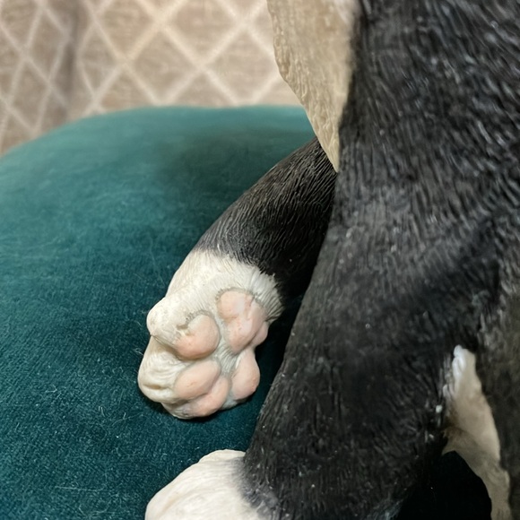 Beautiful black and white kitten sitting - Picture 9 of 11
